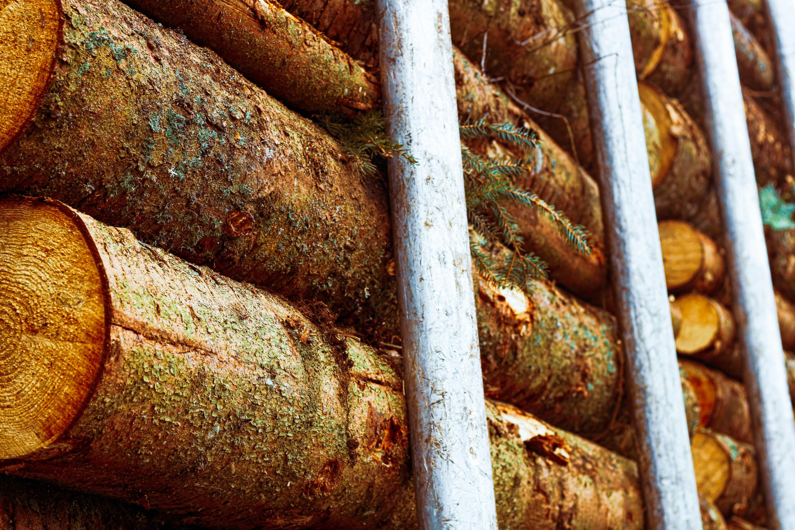 Logging Insurance in Walterboro, SC